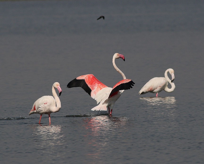 Greater Flamingo - ML134986051