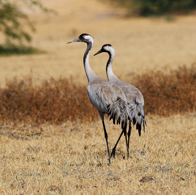 Common Crane - Kaajal Dasgupta