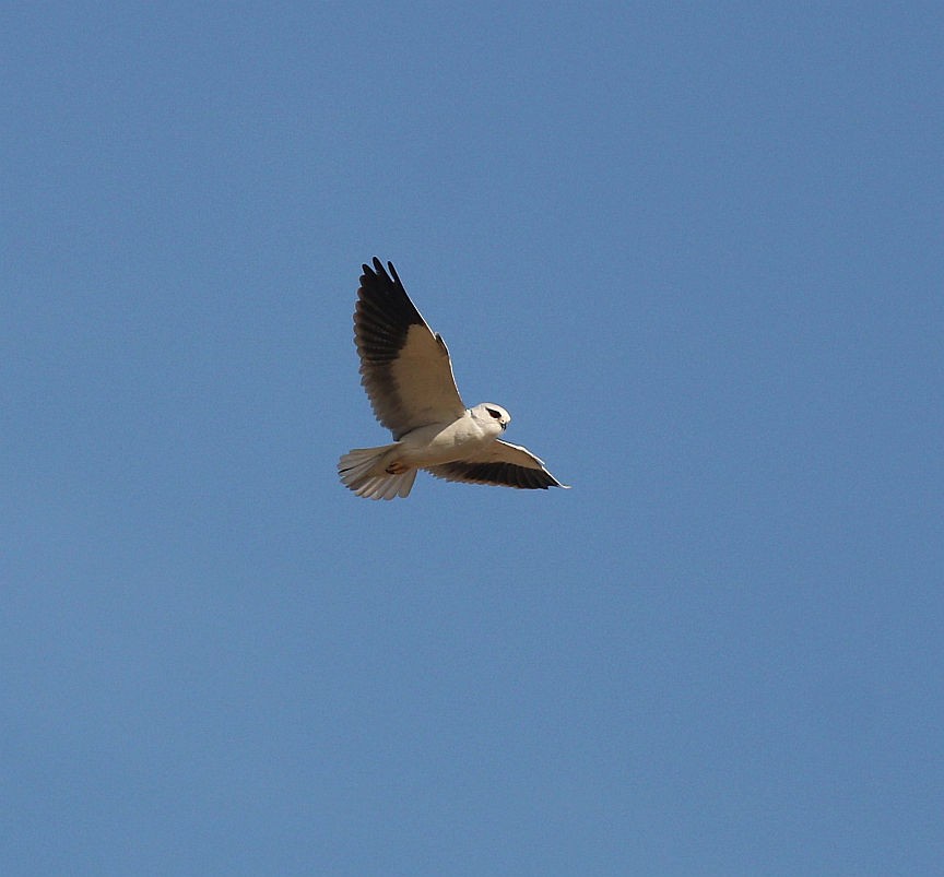 Black-winged Kite - Kaajal Dasgupta