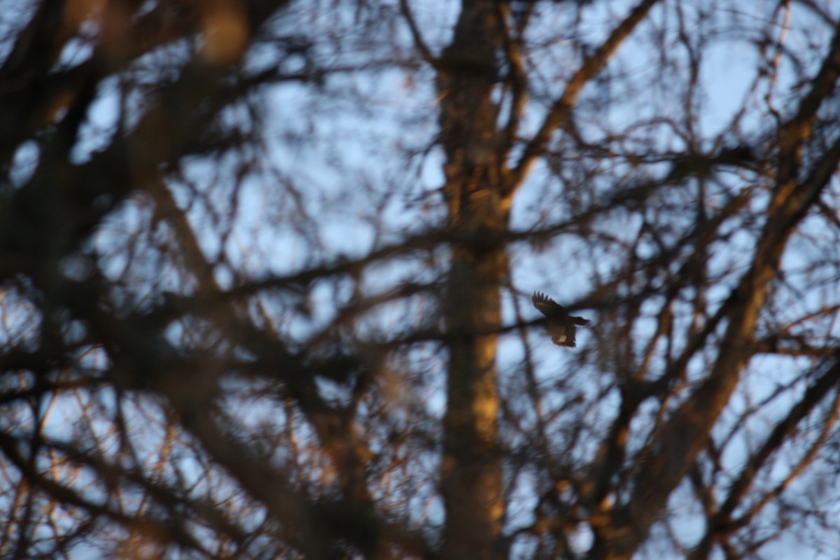 Pileated Woodpecker - ML134987391