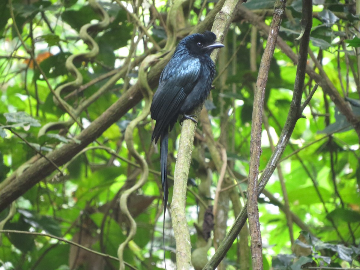 Greater Racket-tailed Drongo - ML134987871