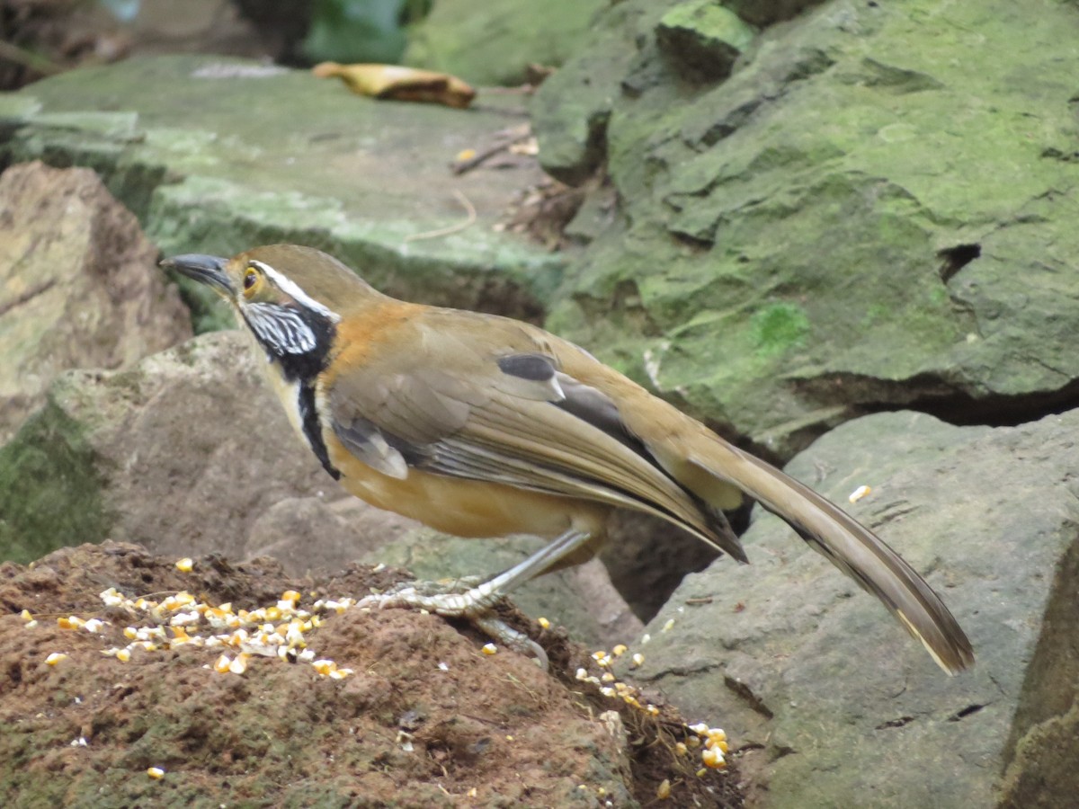 Greater Necklaced Laughingthrush - ML134988121