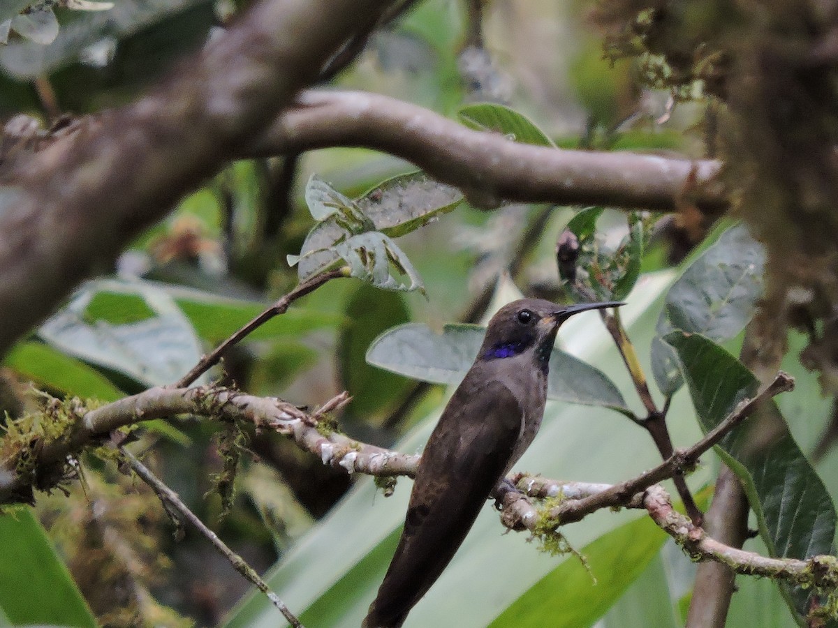 Brown Violetear - Anonymous User