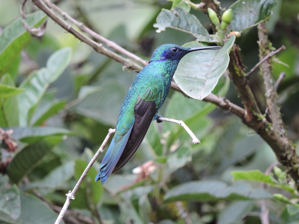 kolibřík modrolící - ML134990131
