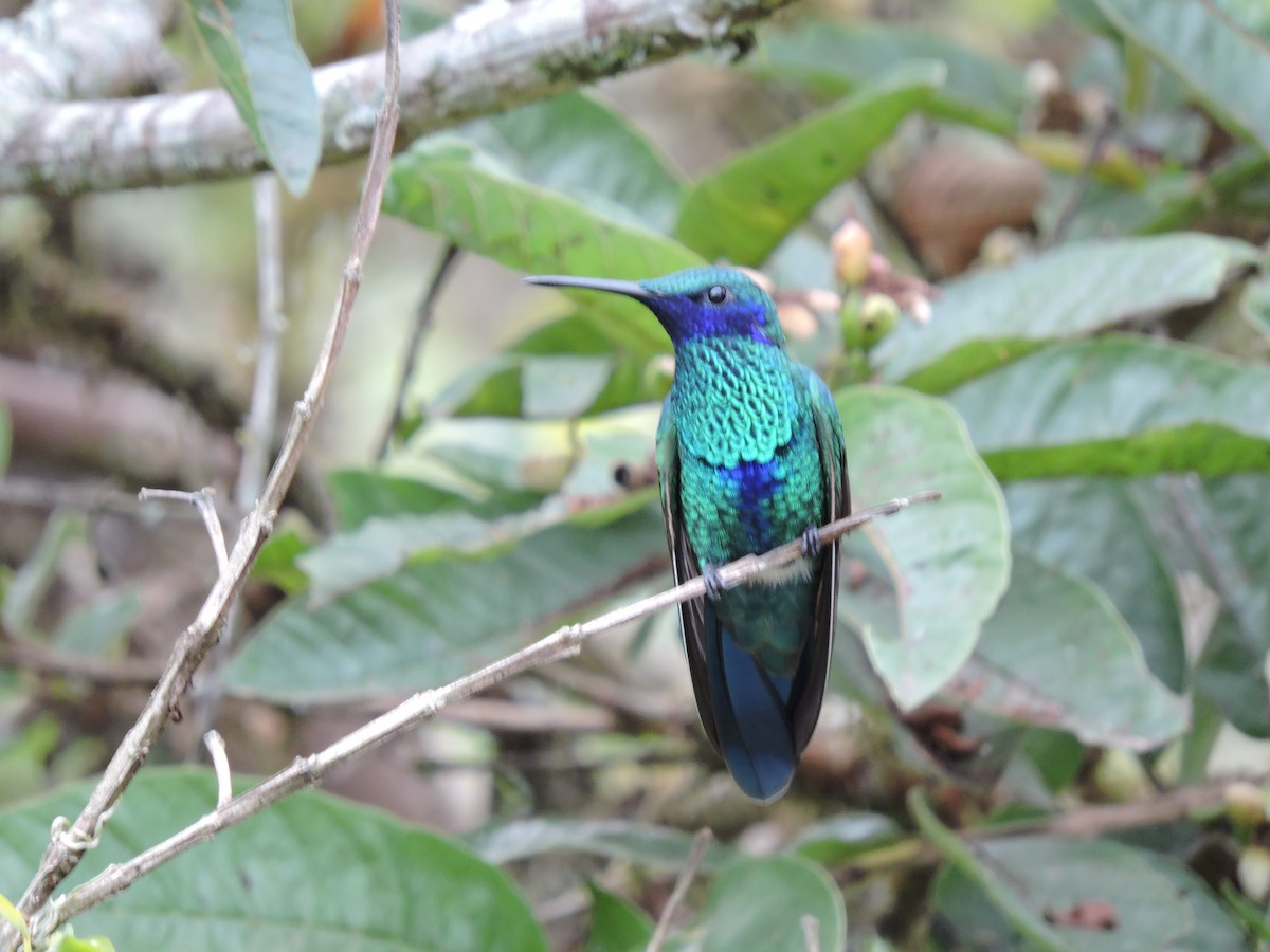 kolibřík modrolící - ML134990151