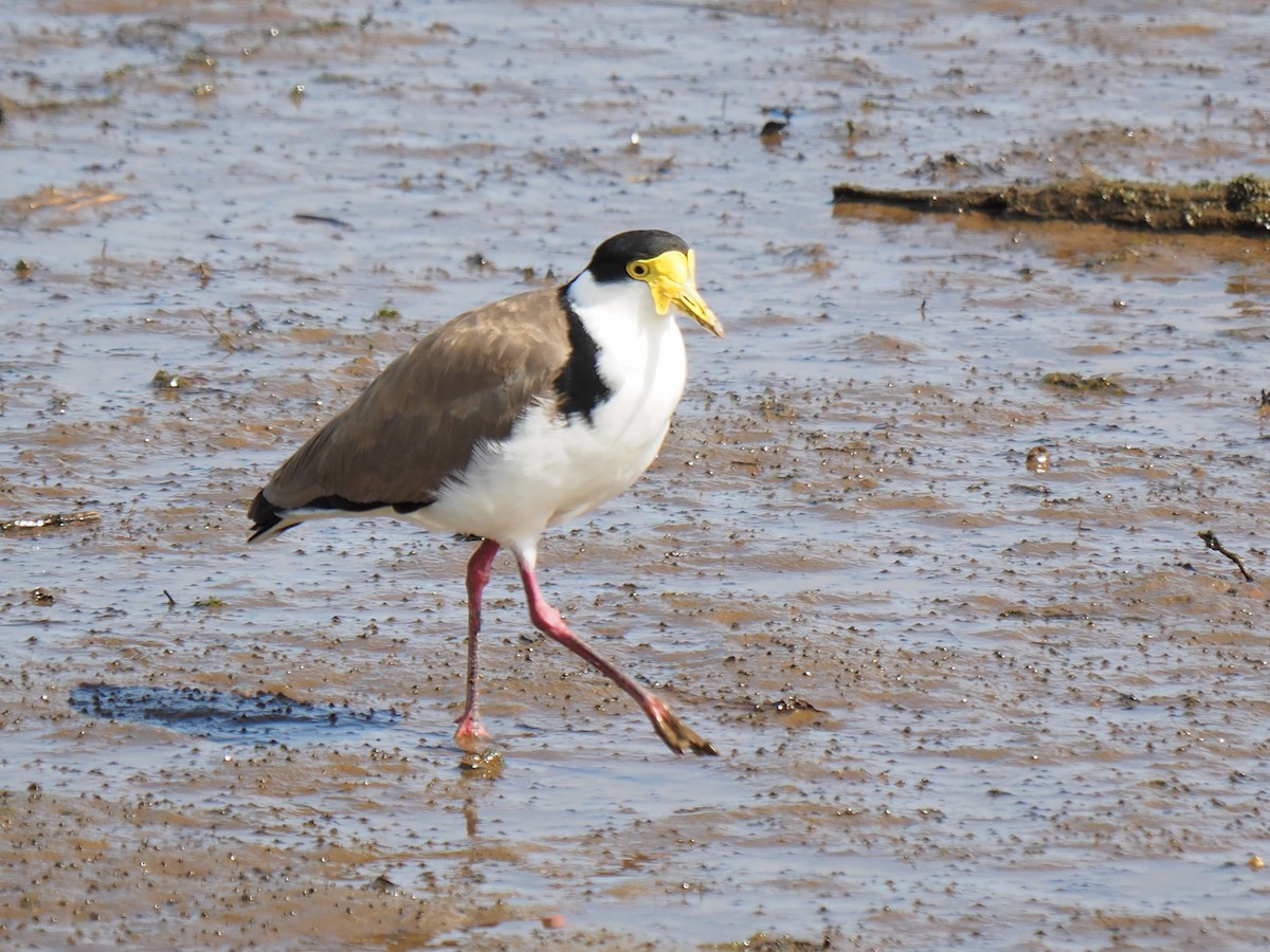Masked Lapwing - Sue North