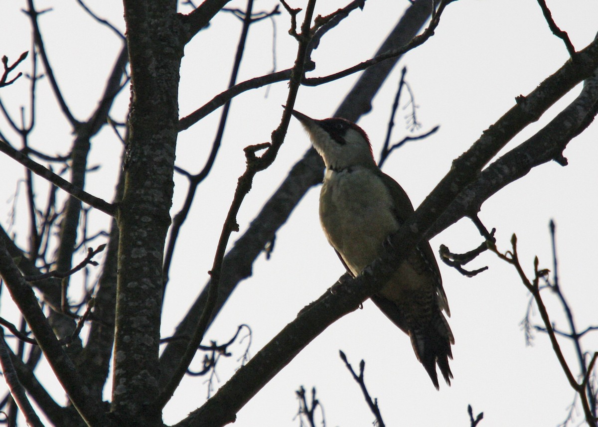 Eurasian Green Woodpecker (Eurasian) - ML134990801