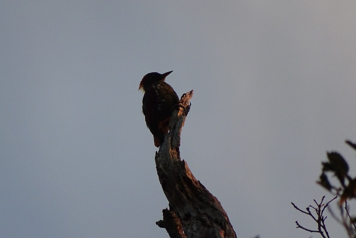 Checker-throated Woodpecker - Christoph Moning