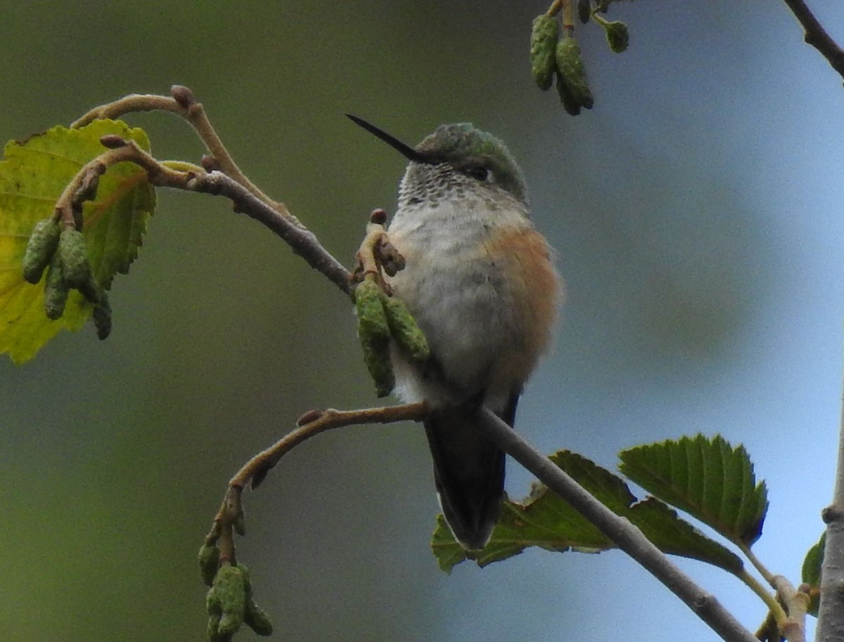 Broad-tailed Hummingbird - Phoenix Kwan