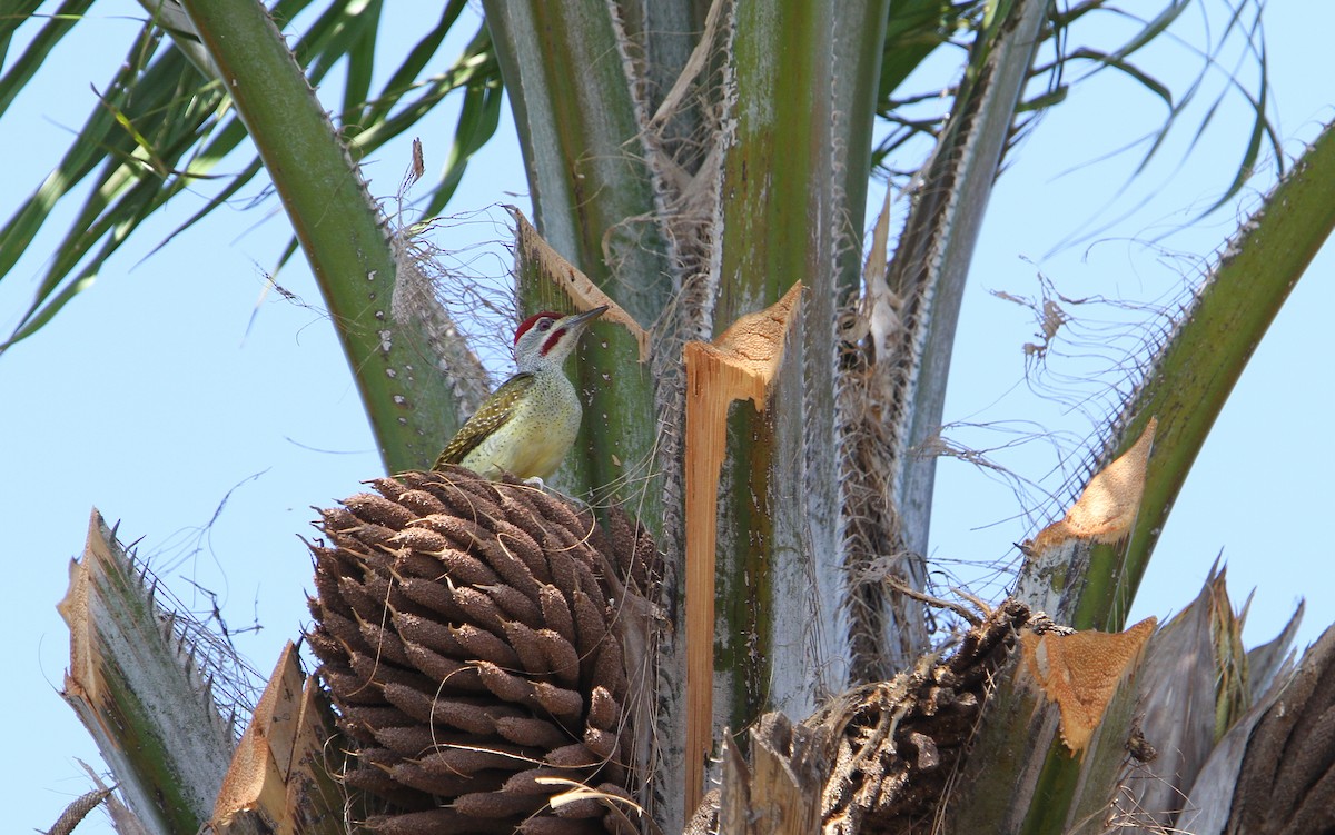 Fine-spotted Woodpecker - Christoph Moning
