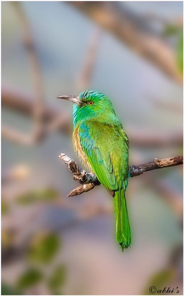 Blue-bearded Bee-eater - Abhijith surendran