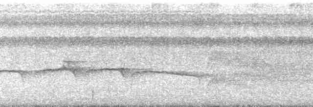 langhaletreløper (pallida gr.) - ML134997