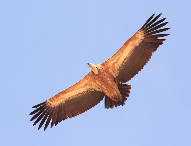 Immature ventral view (subspecies fulvescens). - Eurasian Griffon - 