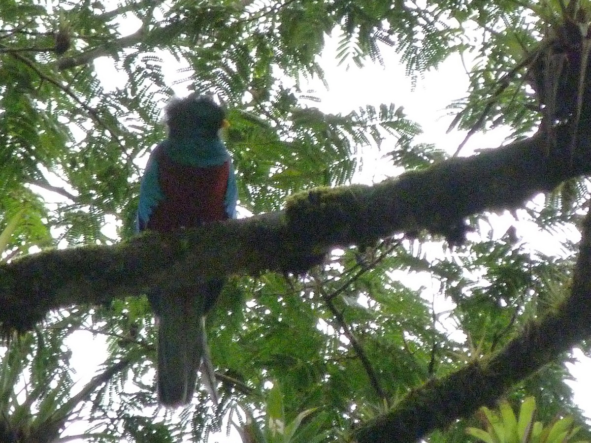 Resplendent Quetzal (Guatemalan) - ML134998801