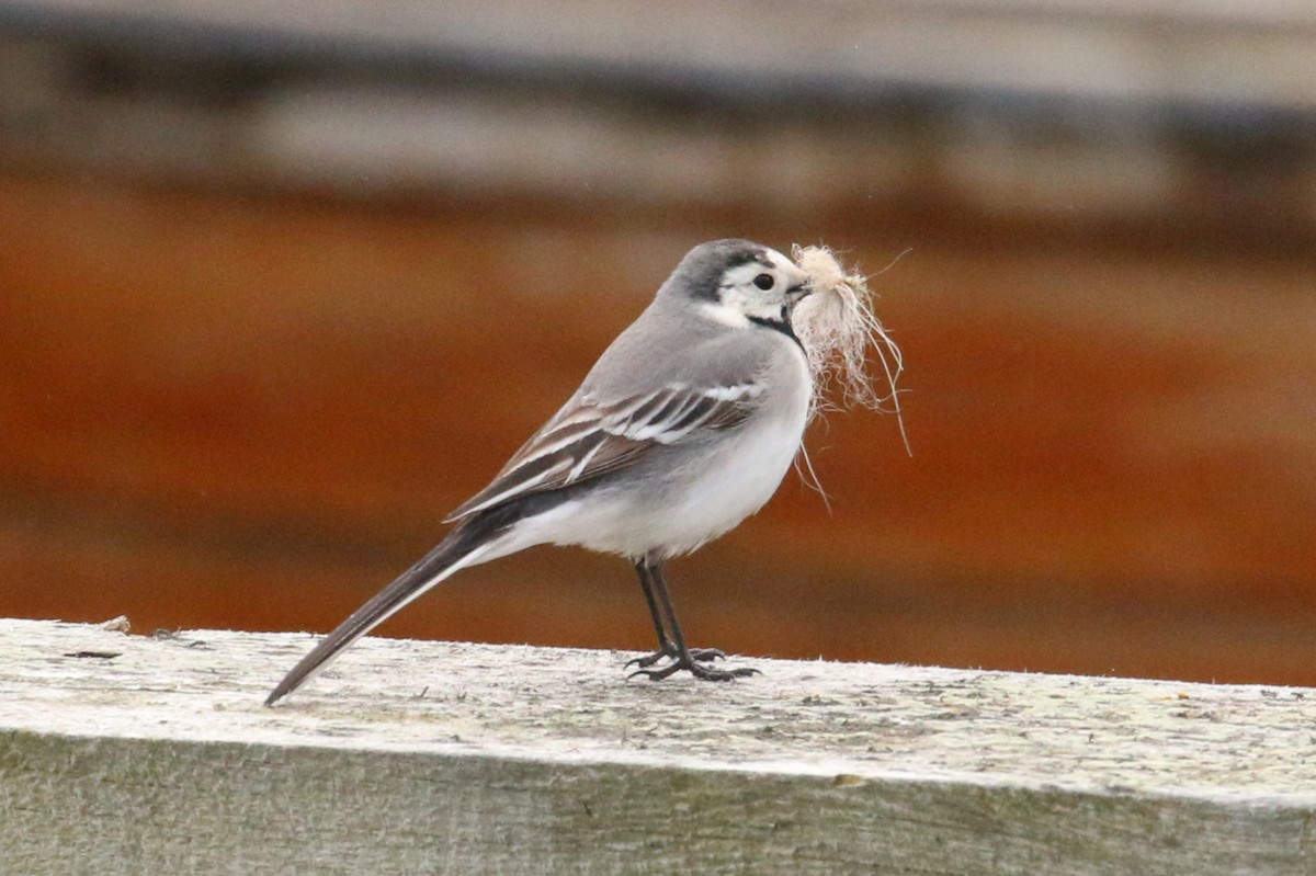 White Wagtail - Leith Woodall