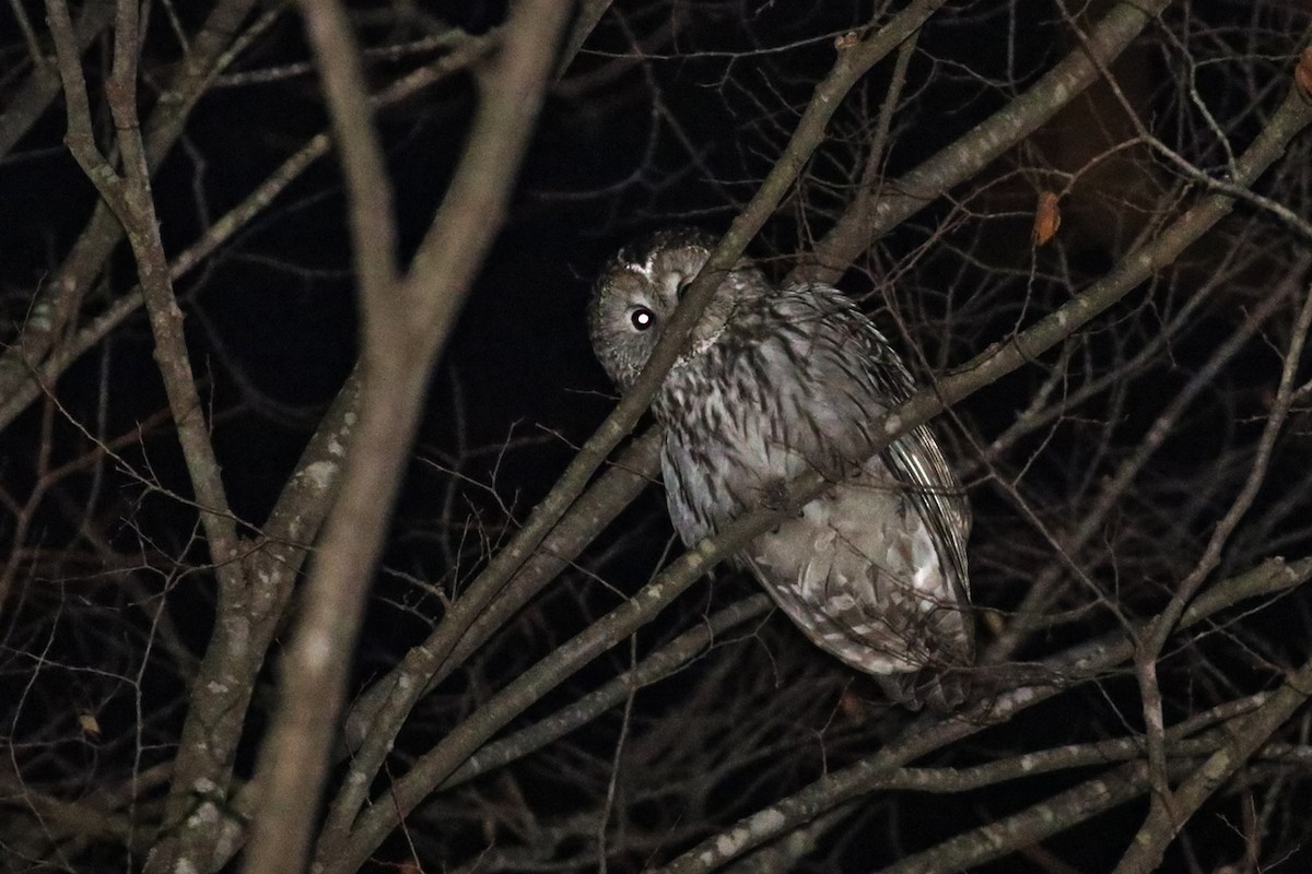 Ural Owl - Charley Hesse TROPICAL BIRDING