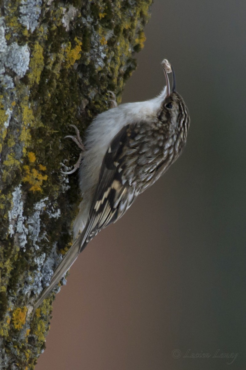 Brown Creeper - Lucien Lemay