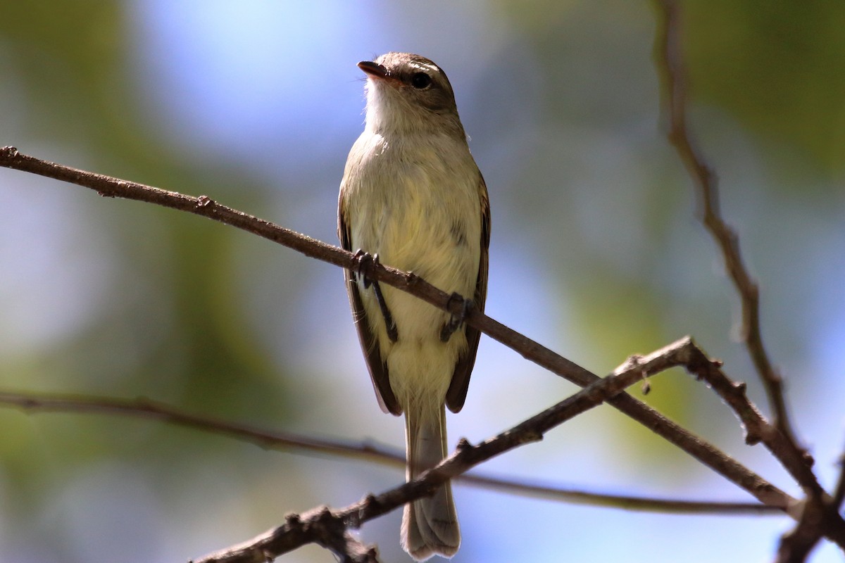 Northern Mouse-colored Tyrannulet - Mark Scheuerman