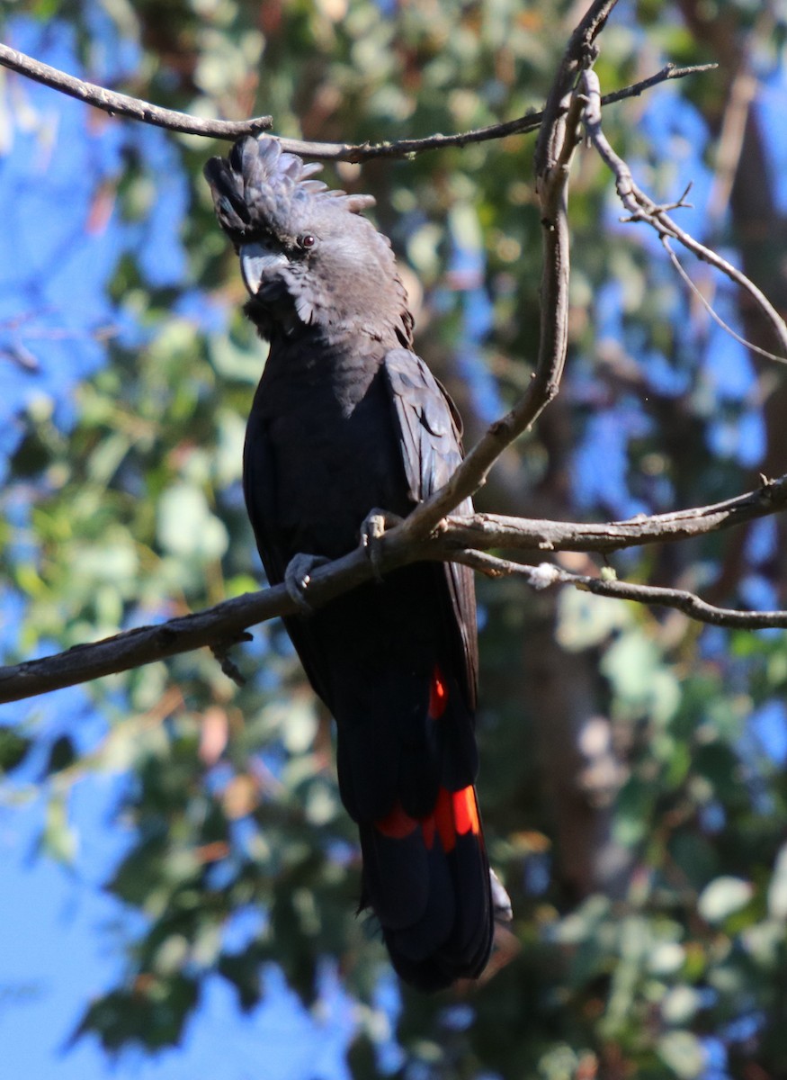 Red-tailed Black-Cockatoo - Donna Nagiello