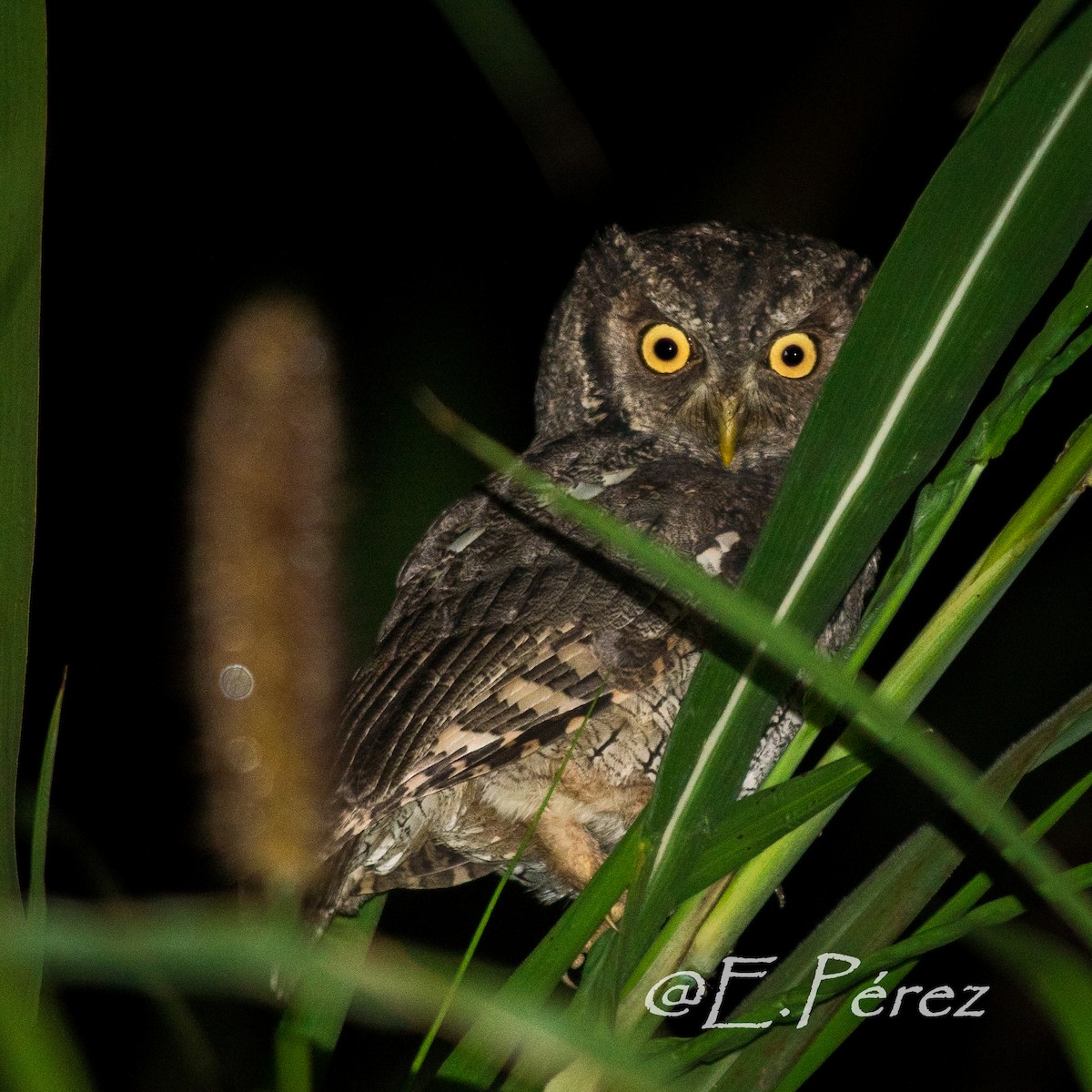 Tropical Screech-Owl - Enrique  Pérez
