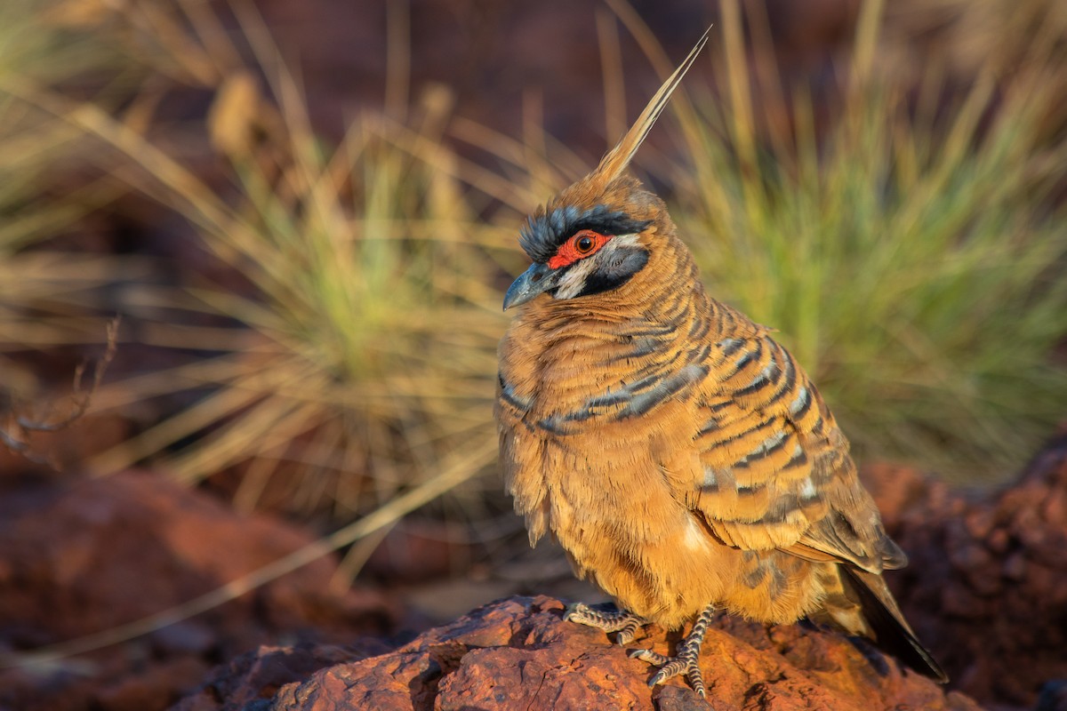Spinifex Pigeon (Rufous-bellied) - ML135009371