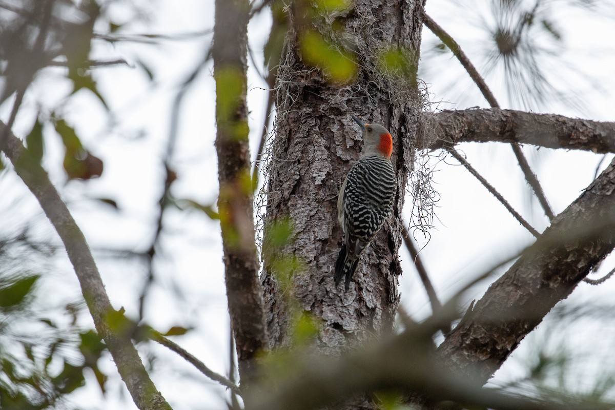 Red-bellied Woodpecker - ML135009631