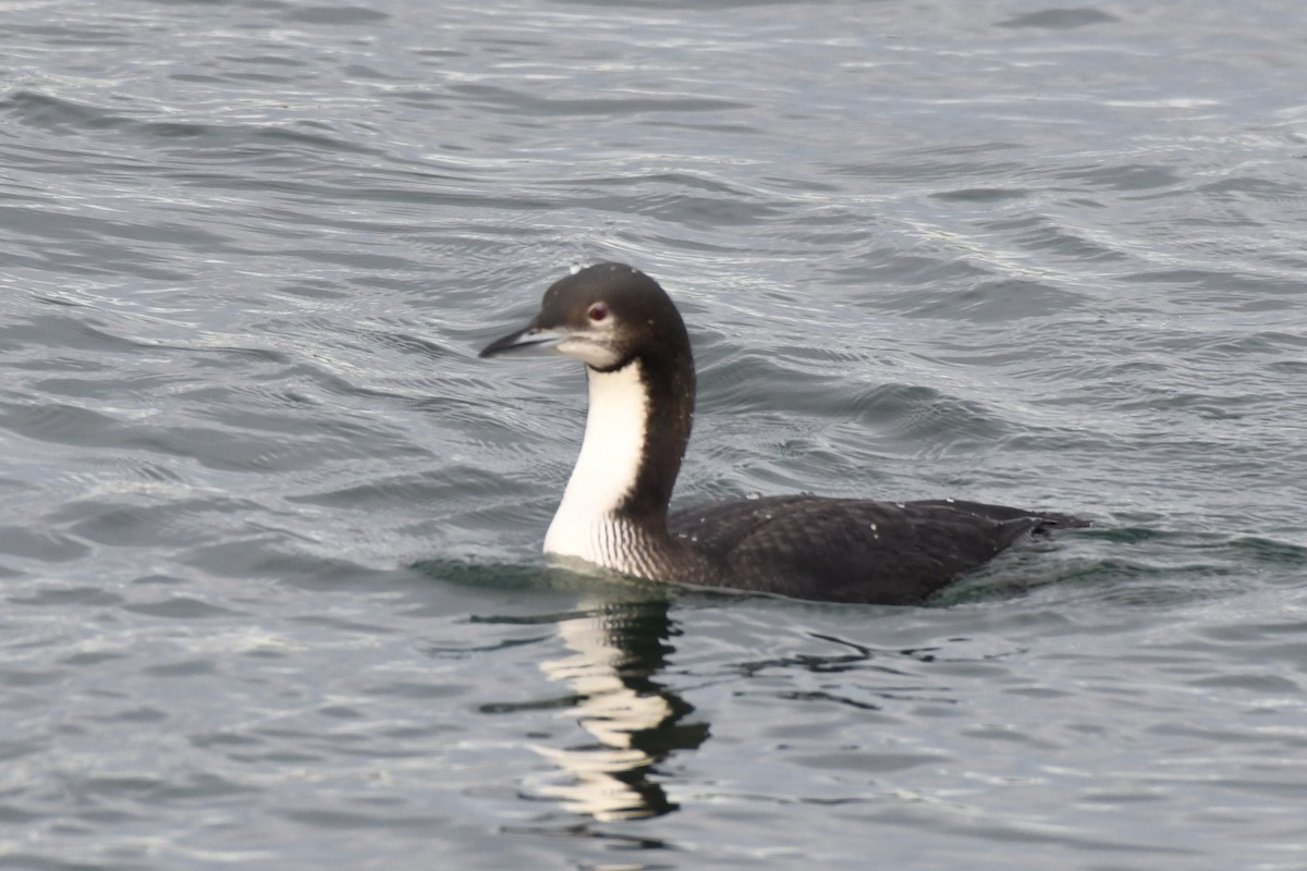 Pacific Loon - Tim Metcalf