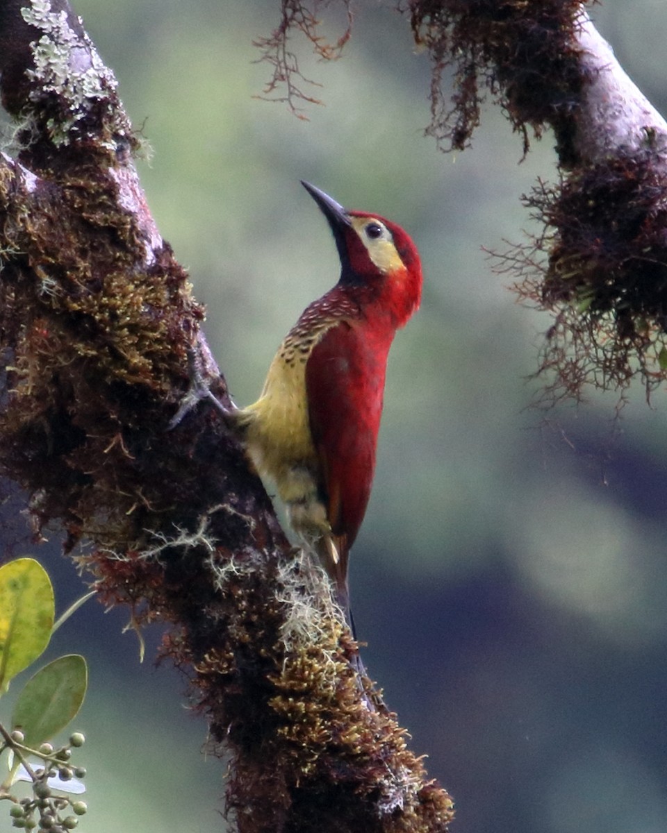 Crimson-mantled Woodpecker - ML135009951