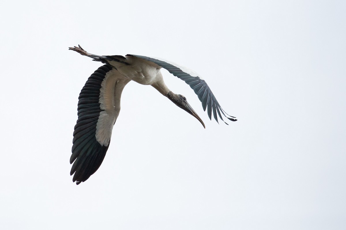 Wood Stork - Everett Sullivan