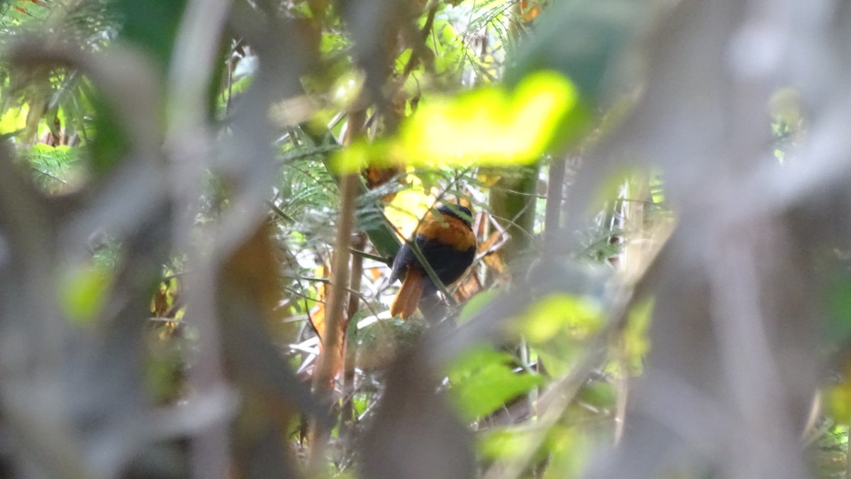 Black-and-orange Flycatcher - Yuvan Aves