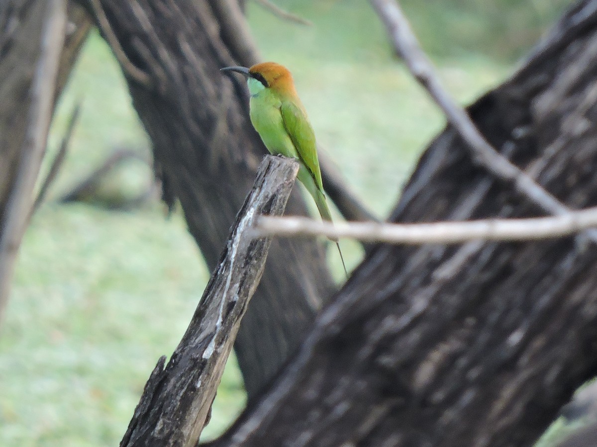 Asian Green Bee-eater - Mahathi Narayanaswamy