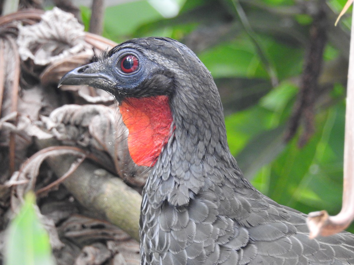 Rusty-margined Guan - Thays Hungria