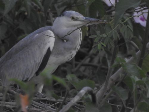 Gray Heron - Partha sarathy