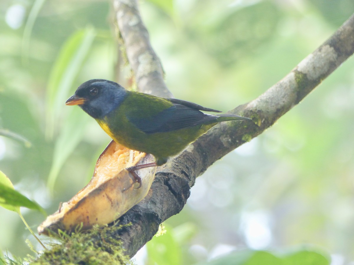 Moss-backed Tanager - ML135017731