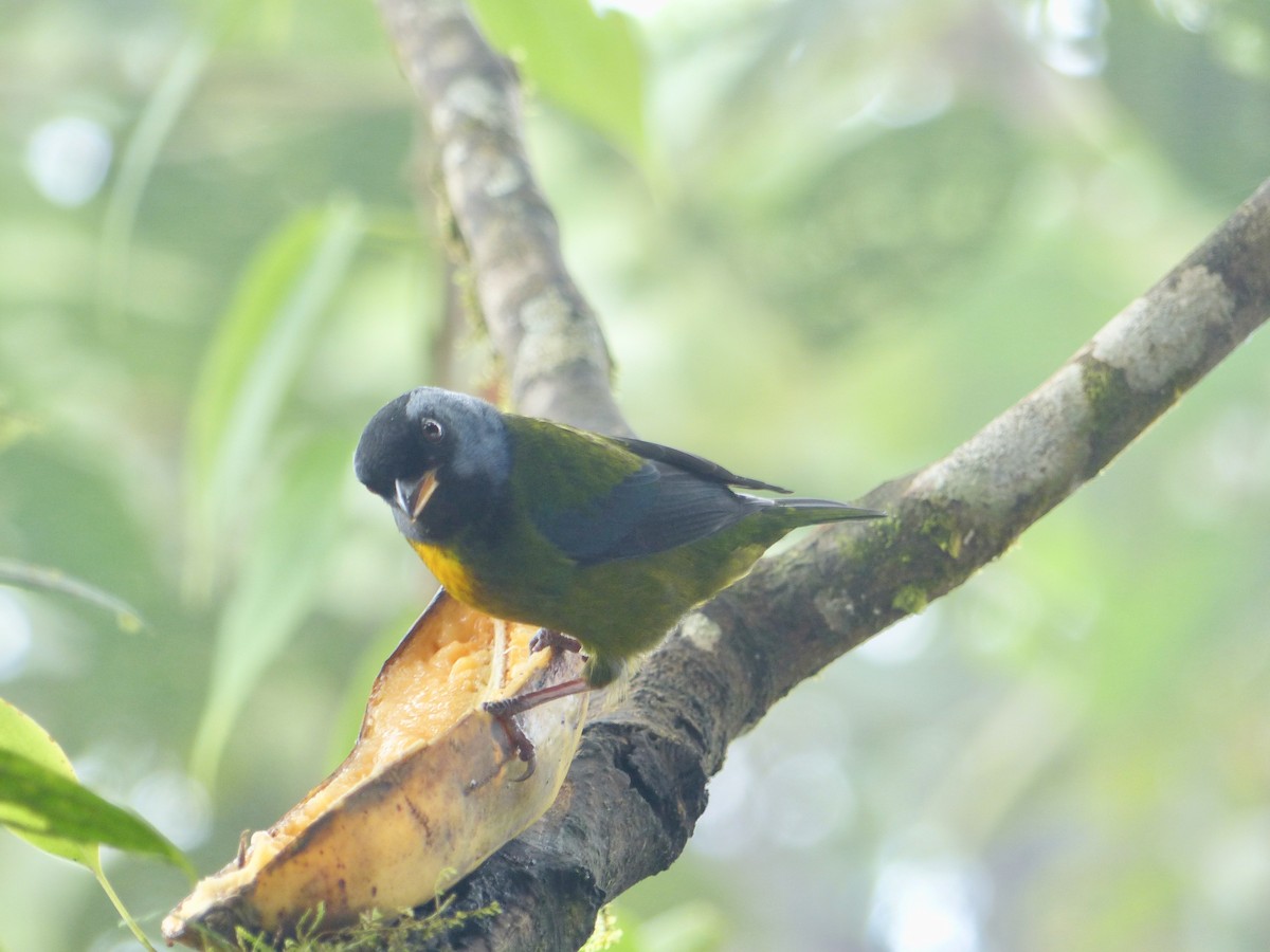 Moss-backed Tanager - Kai Victor