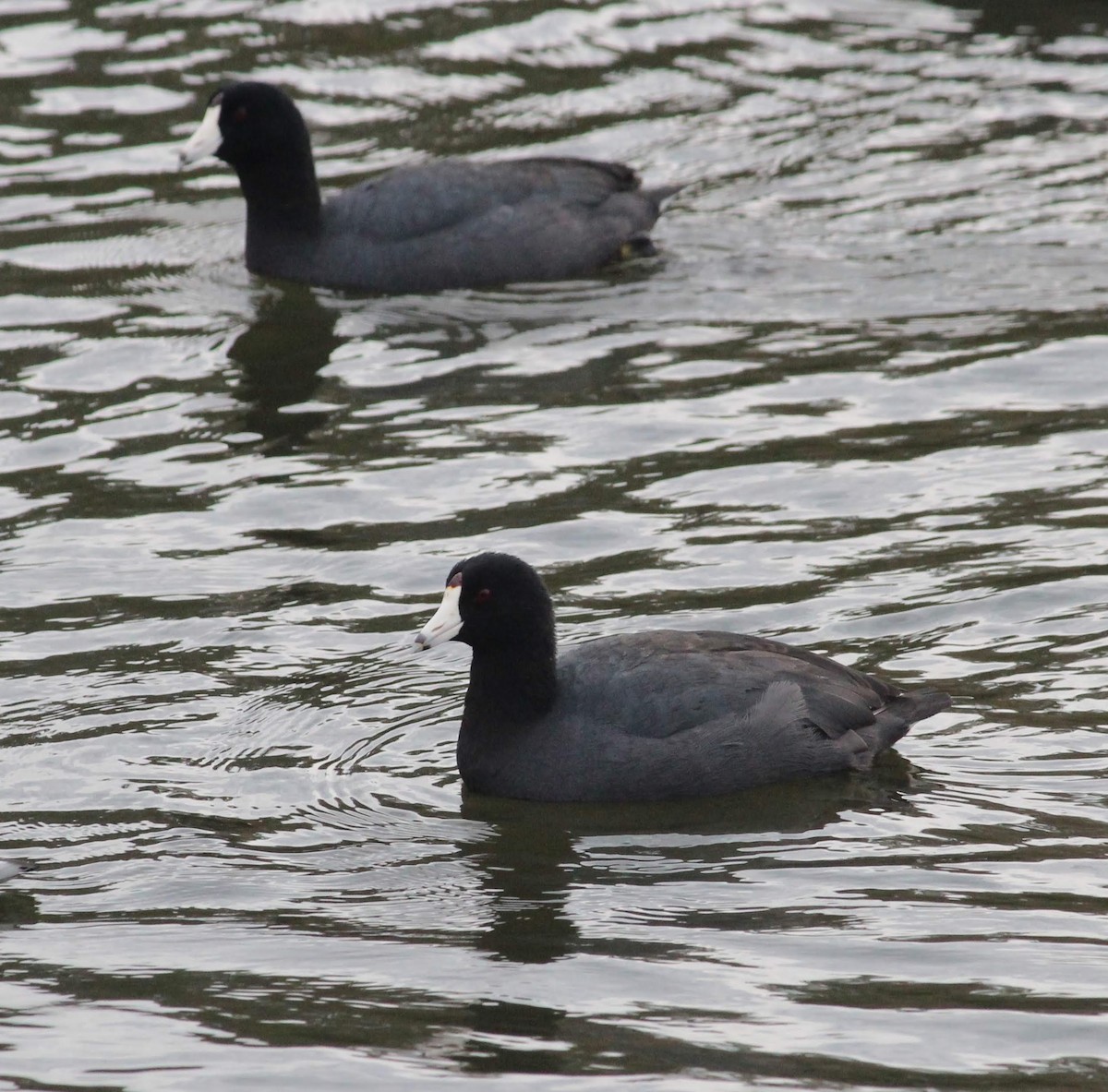American Coot - Wes Hatch