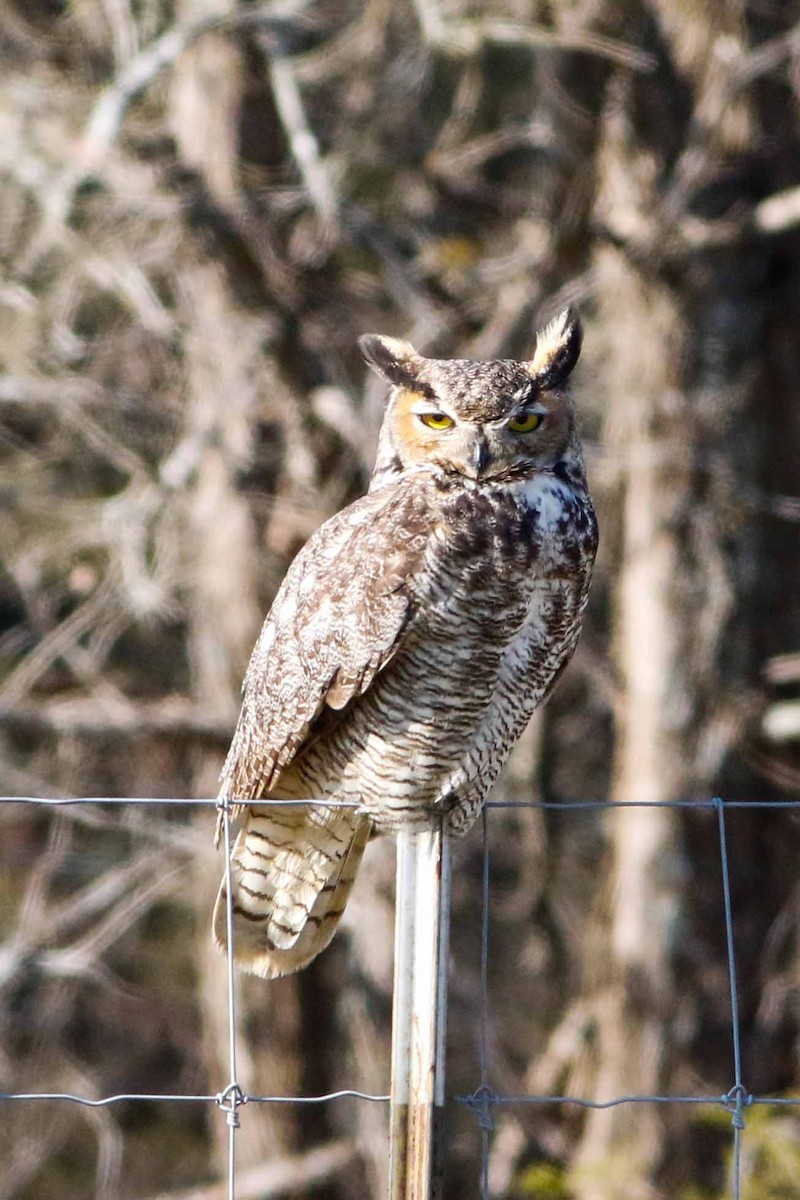 Great Horned Owl - Byron Stone