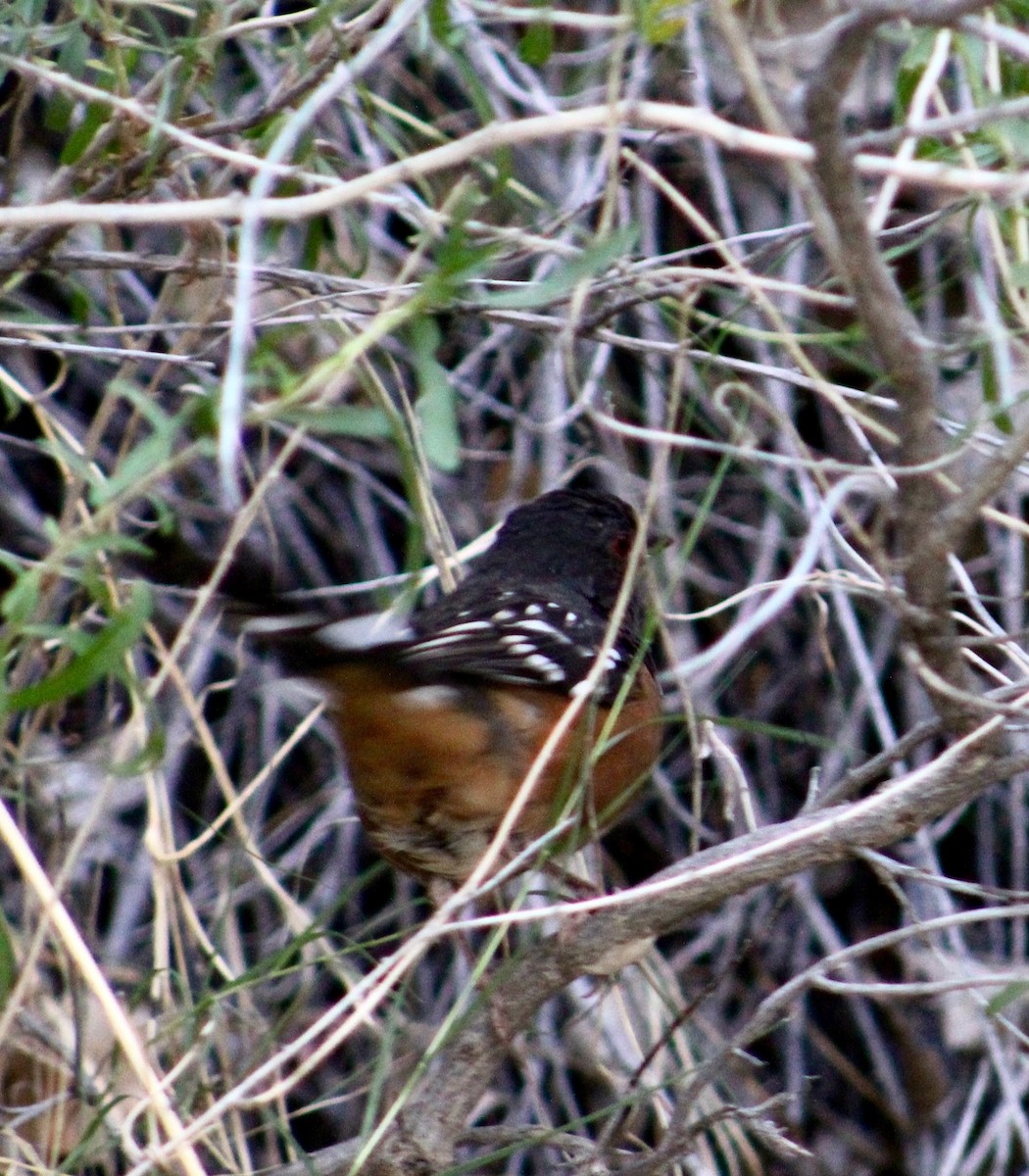 Spotted Towhee - Ruth Wittersgreen
