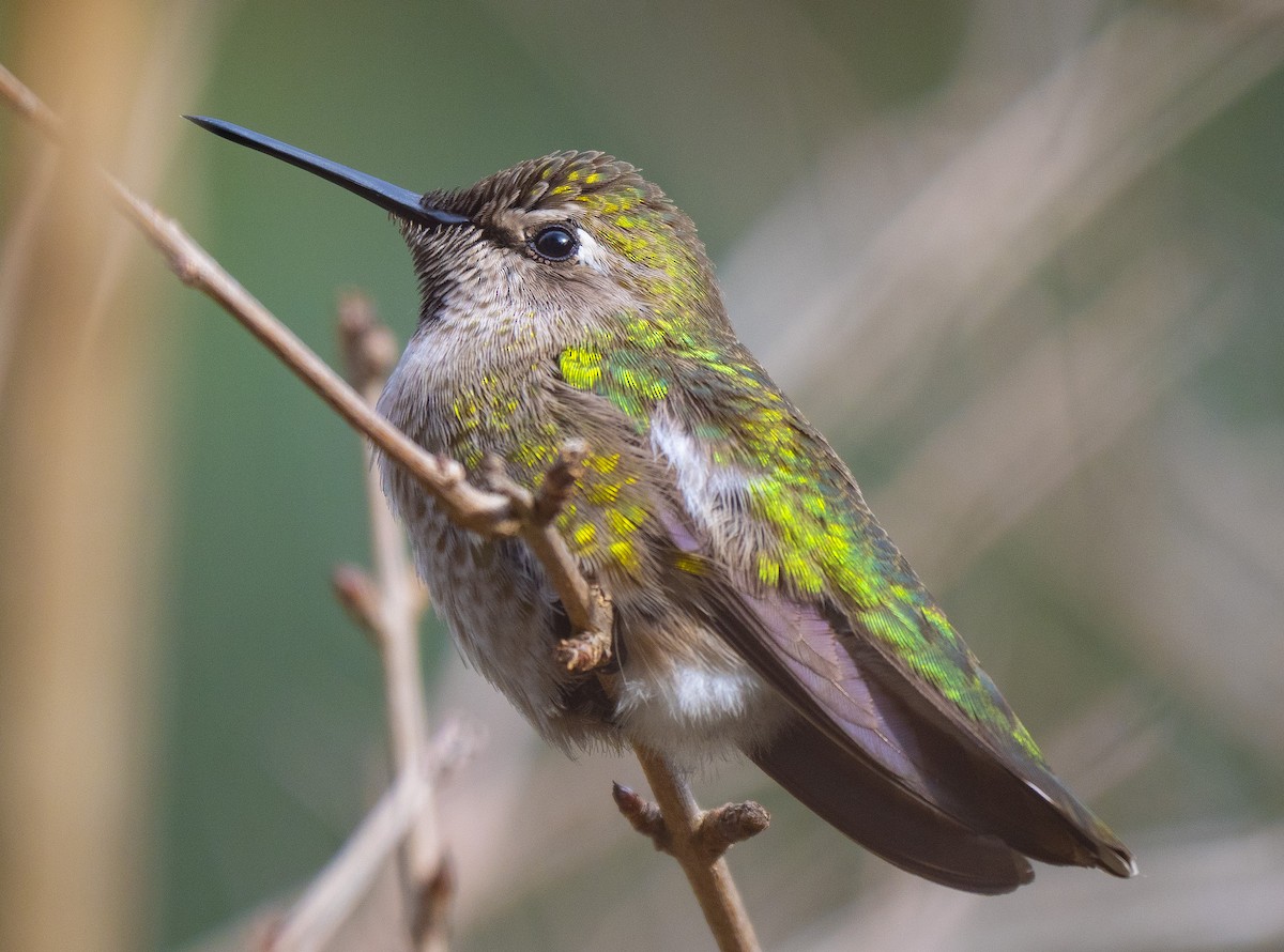 Anna's Hummingbird - Roger Uzun