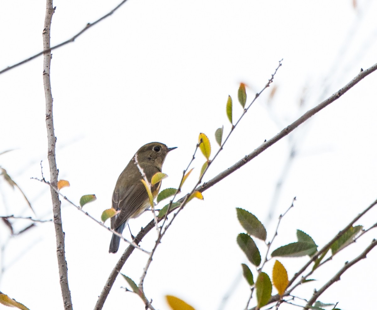 Red-flanked Bluetail - ML135021041