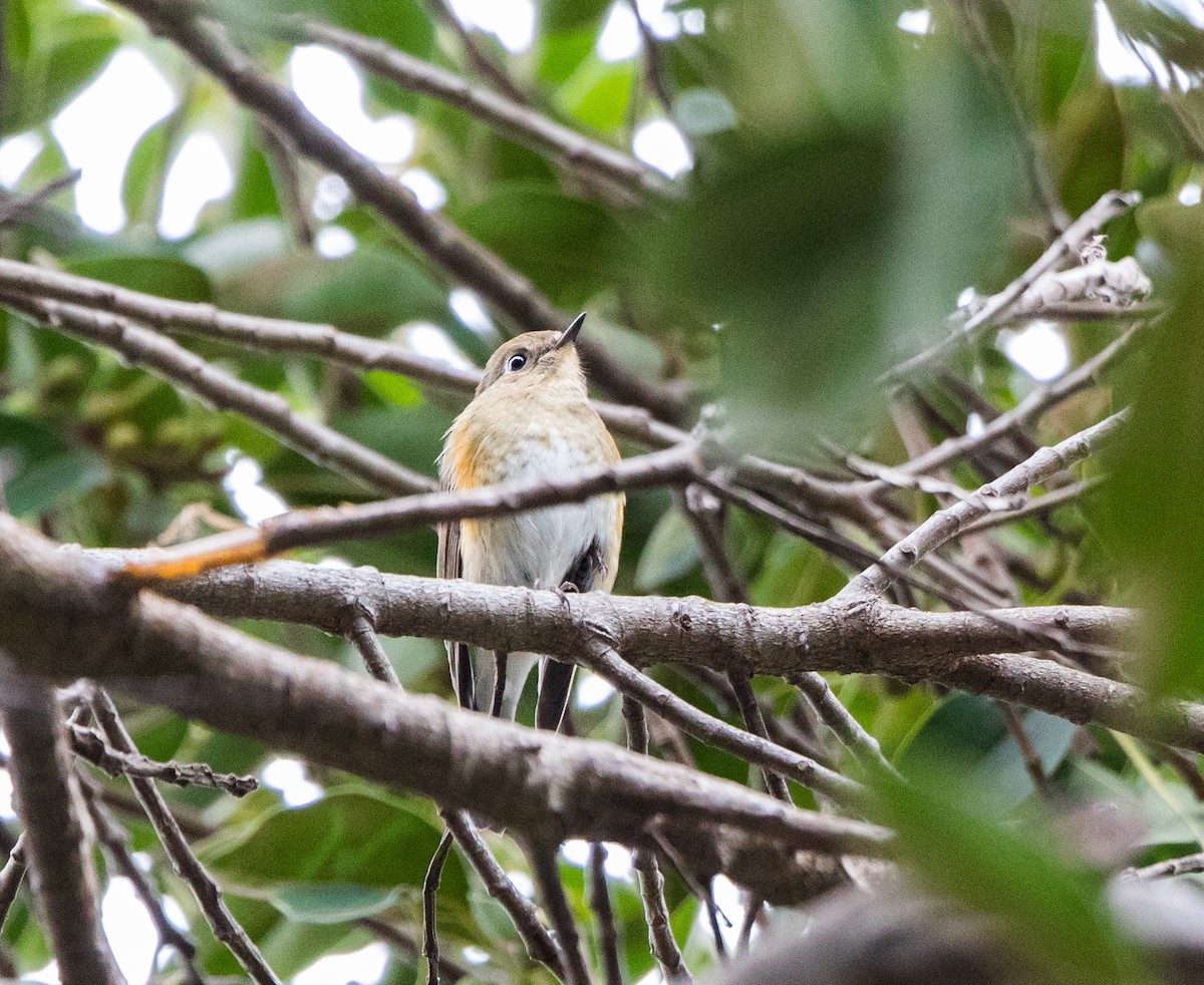 Red-flanked Bluetail - ML135021061