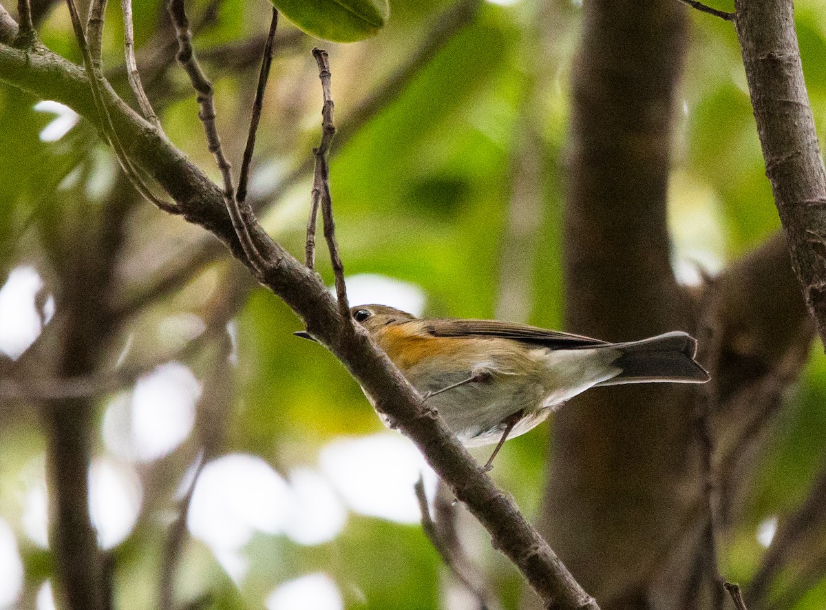 Red-flanked Bluetail - ML135021071