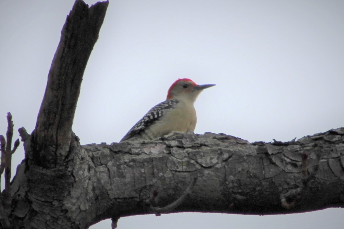 Red-bellied Woodpecker - James Kerner