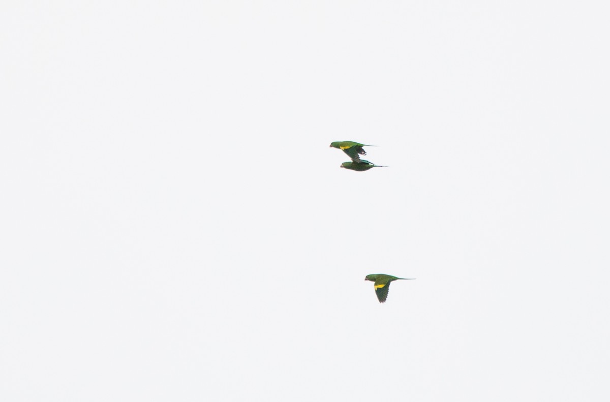 Yellow-chevroned Parakeet - Rhys Marsh