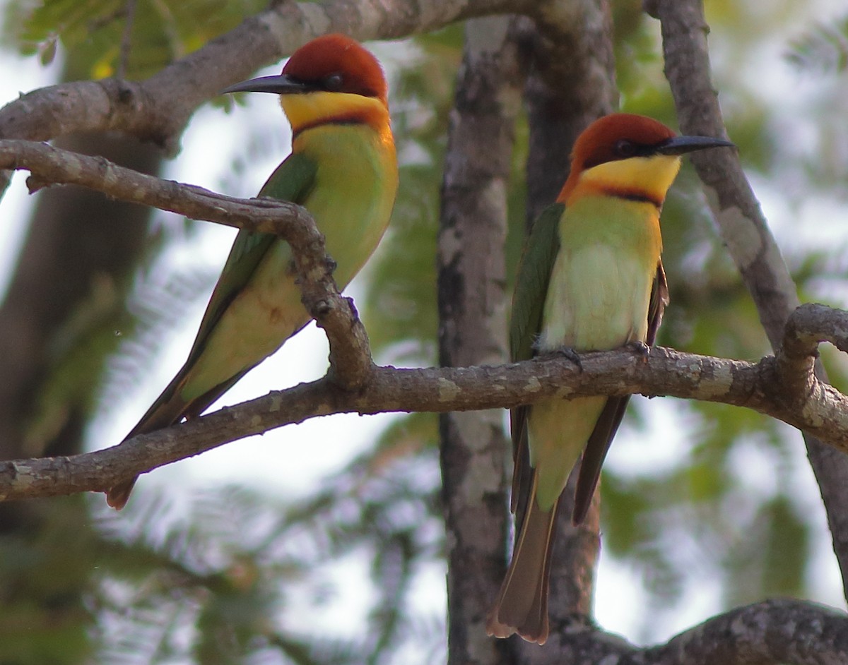 Chestnut-headed Bee-eater - Satish Sasi