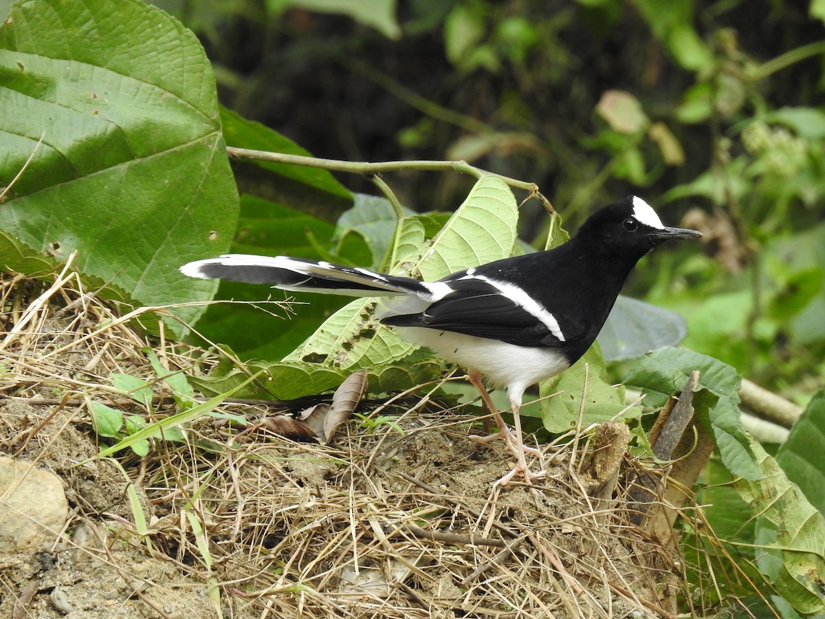 White-crowned Forktail - ML135024811