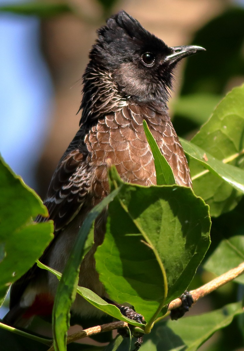 Red-vented Bulbul - ML135026271