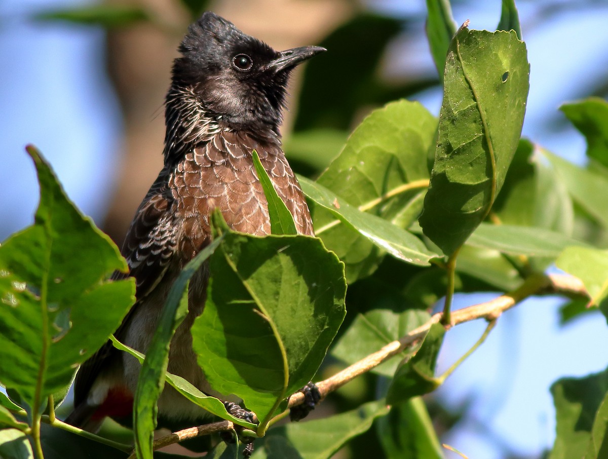 Red-vented Bulbul - ML135026281