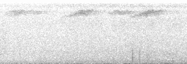 White-necked Thrush (Gray-flanked) - ML135028