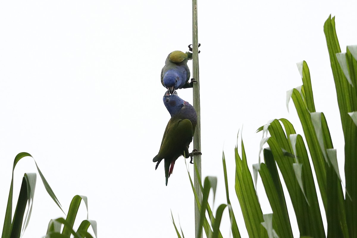 Blue-headed Parrot - ML135030631